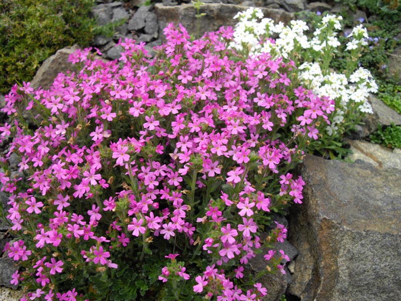 Erinus alpinus 'Dr Hähnle'